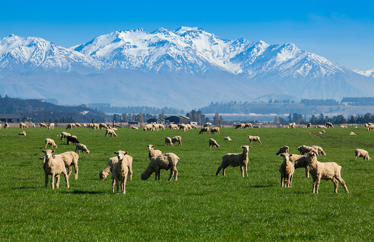 Sheep farm